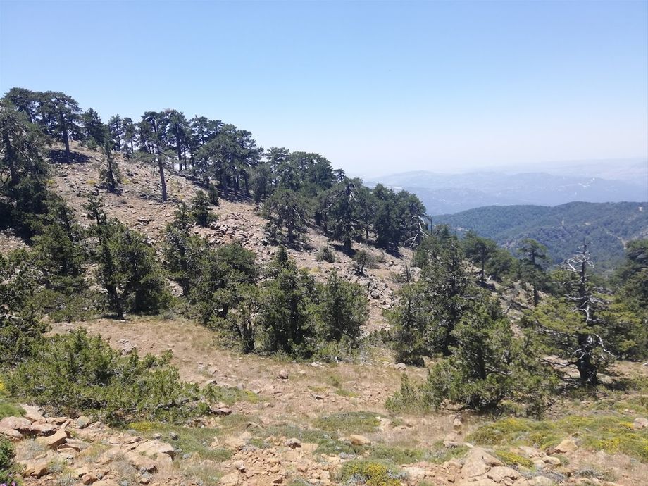 En bjergside på Cyperns højeste bjerg Olympos.