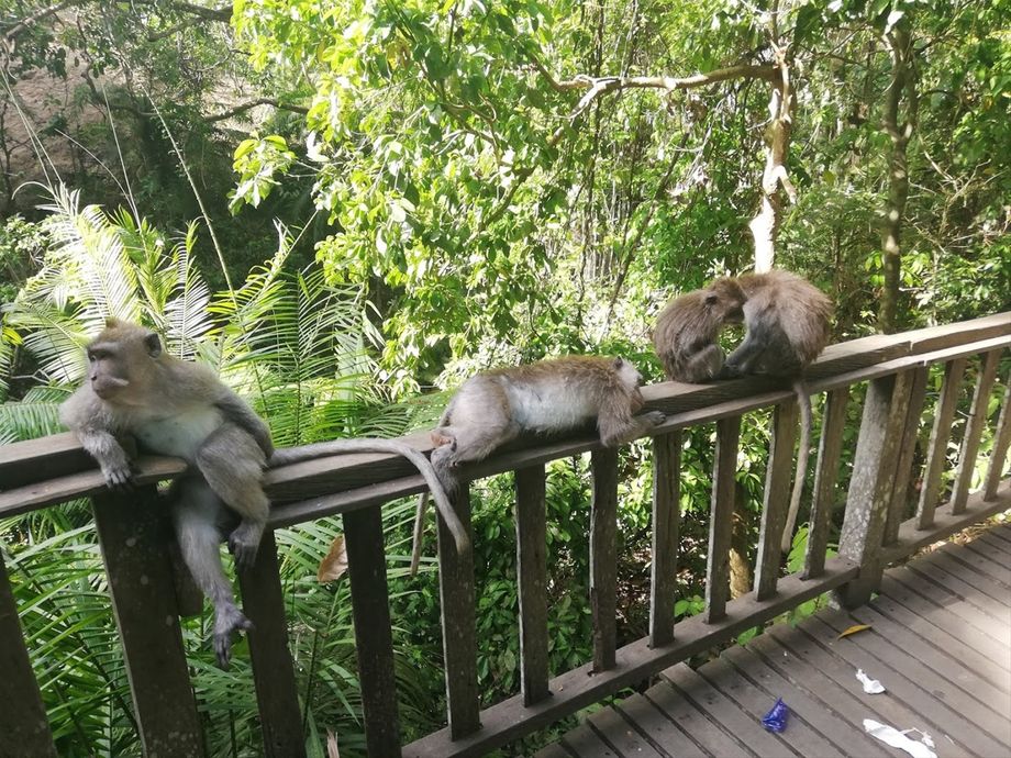 Afslapning i Monkey Forrest i Ubud