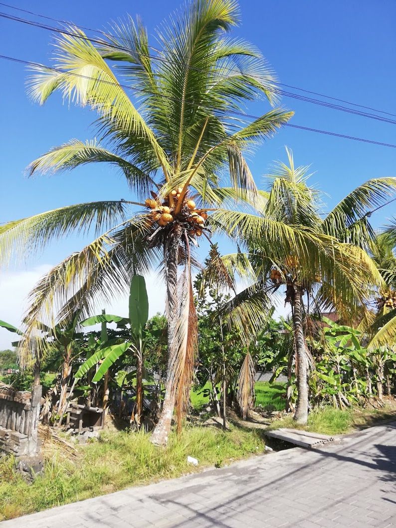 Der er mange kokuspalmer på Bali